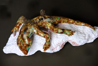 Click to enlarge lizard