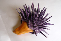 Click to enlarge sea-urchin's treasure